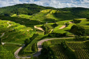 好消息!中国战队状态火热,量子特攻国际赛有望夺冠!